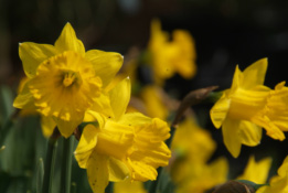 Narcissus pseudonarcissus obvallaris(trompetje) bestellen